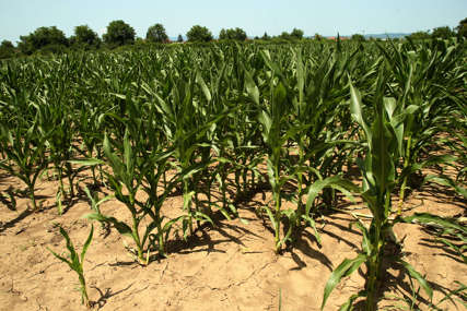 Palo do 25 litara po metru: Kiša spasila kukuruz u Semberiji
