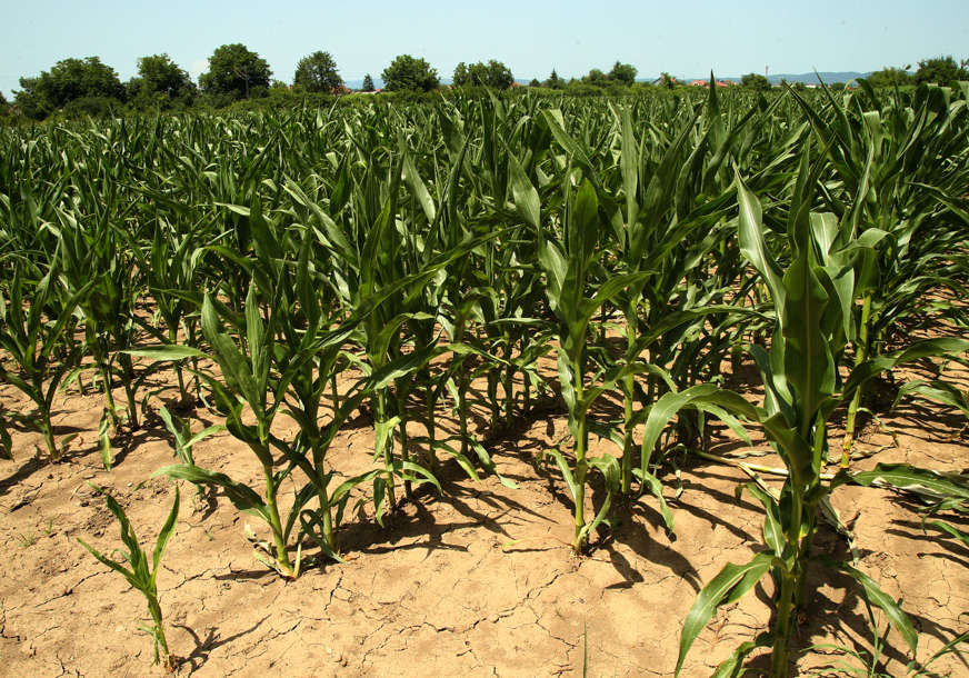 Palo do 25 litara po metru: Kiša spasila kukuruz u Semberiji
