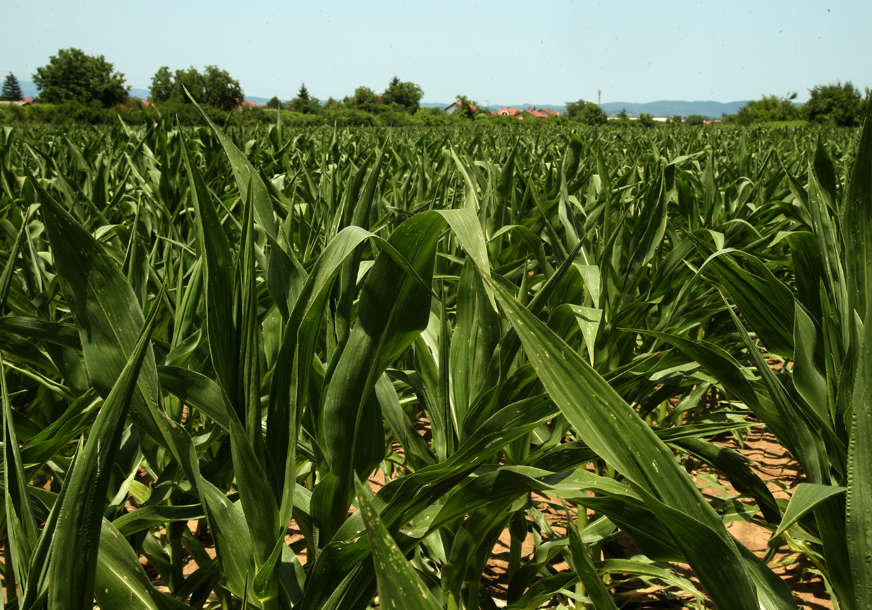 "Nadamo se da će farmeri imati dovoljno hrane" Prinos silažnog kukuruza zadovoljavajući