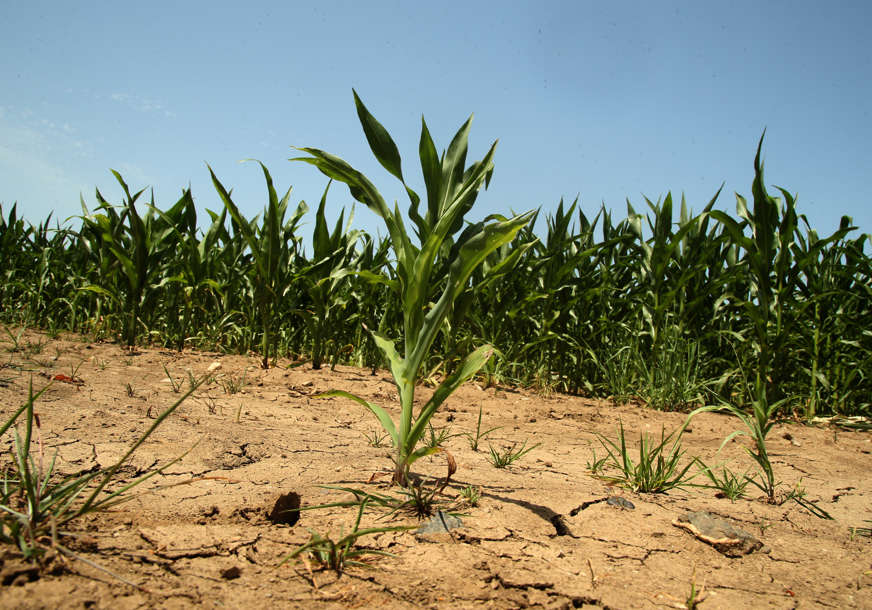 Suša spržila njive pod kukuruzom: Dug period bez kiše upropastiće skupu sjetvu