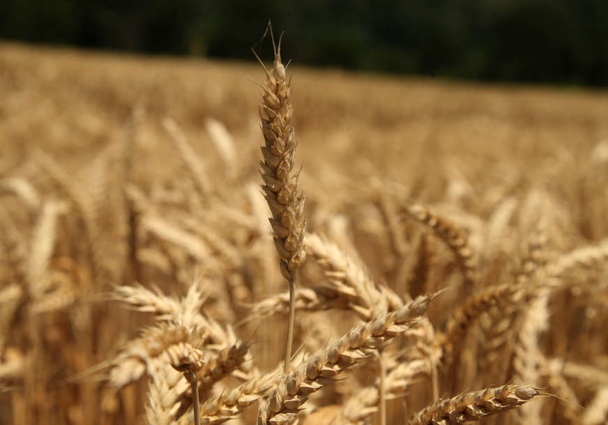 “Naredna godina če biti teška” Žetva pšenice pri kraju, prosjek pet tona po hektaru