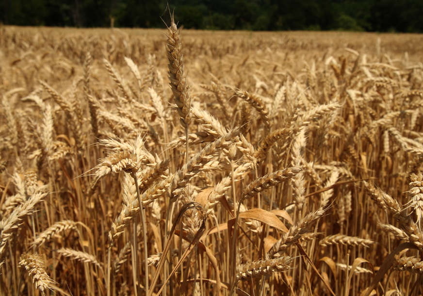 Ministar poljoprivrede u Bijeljini "Proizvođačima na početku sjetve pšenice 11,3 miliona KM podsticaja"