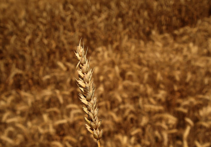 Rastu cijene žitarica: Brazil postaje velesila u proizvodnji soje
