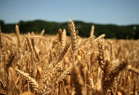 "Pšenica je završila facu cvjetanja" Poljoprivrednici u Semberiji zadovoljni usjevima i nadaju se pogodnim vremenskim prilikama