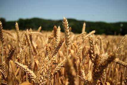 "Pšenica je završila fazu cvjetanja" Poljoprivrednici u Semberiji zadovoljni usjevima i nadaju se pogodnim vremenskim prilikama