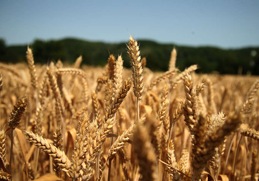 Rusija preuzela svjetsko tržište pšenice: Rat, protesti poljoprivrednika u EU i meka moć Moskve