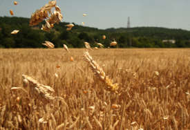 "Biće pšenice i za komšije" Iz resornog ministarstva Srbije uvjeravaju da ima dovoljno žita i region