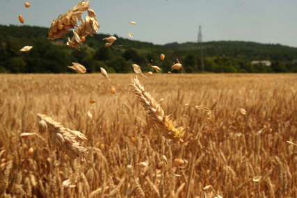 ISPORUKA ŽITARICA Ukrajina poslala 8,1 milion tona žita preko rumunske luke Konstanca