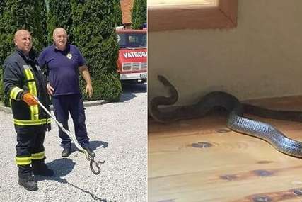 "Bila sam prestrašena, zvala sam komšije" Velika zmija ušla u porodičnu kuću, uhvatili je vatrogasci (FOTO)