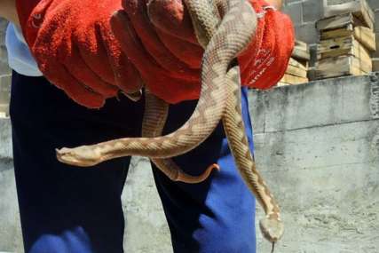 NESVAKIDAŠANJI ČAS BIOLOGIJE Direktor lovio zmije po školskom dvorištu (FOTO)