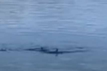 Lijep prizor: U Neumu viđeno jato delfina kako plivaju Jadranskim morem (VIDEO)