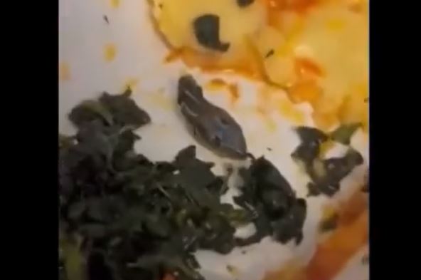 Da ti se prevrne želudac: Unakažena glava zmije pronađena u obroku za posadu aviona (VIDEO)