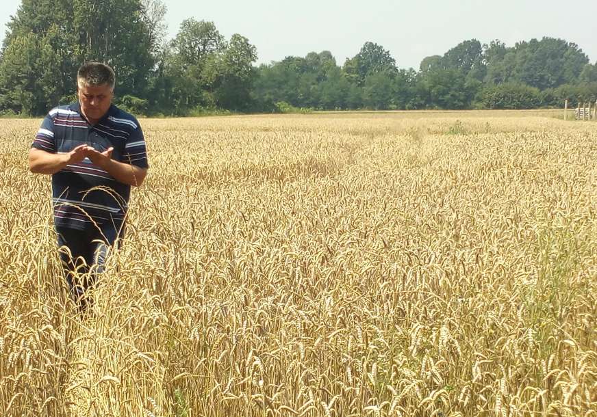 ŽETVA ZAVRŠENA Proizvođači imaju problem sa plasmanom pšenice