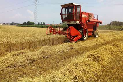 "Pšenica berzanska roba, ne možemo uticati na otkupnu cijenu" Ministar Minić o žetvi u Republici Srpskoj