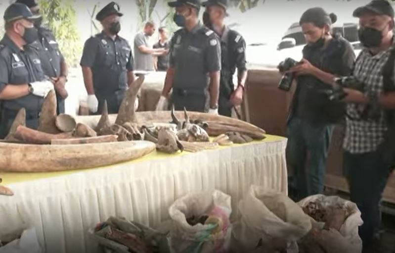 Malezija zaplijenila kljove, kosti tigra i druge životinjske dijelove vrijedne 18 miliona dolara (VIDEO)