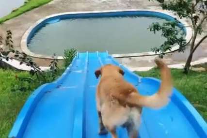 Zna kako da se zabavi: Pas se toboganom spuštao u baen (VIDEO)