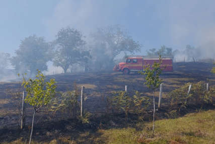 Nadljudskim naporima ugašen požar: Pričinjena velika šteta na voćnjaku u Vlasenici (FOTO)