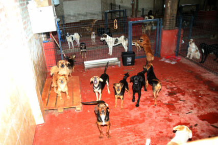 U kakvom je stanju azil za pse na Manjači: Grad se hvali, a iz udruženja za zaštitu životinja UKAZUJU NA PROPUSTE (FOTO)