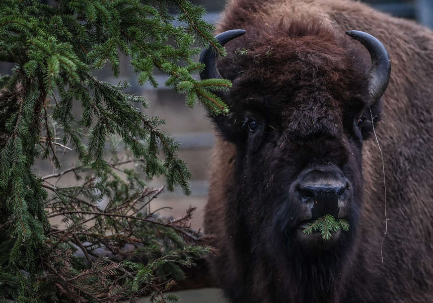 POSLIJE VIŠE OD HILJADU GODINA Divlji bizoni će uskoro u Velikoj Britaniji živjeti slobodno u prirodi