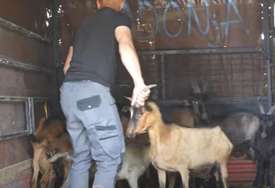 HUMANOST NA DJELU Ugroženim porodicama na selu donirao krave, ovce, koze (VIDEO)