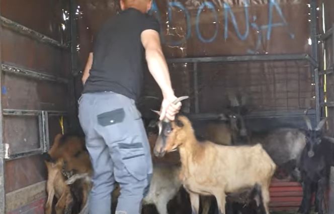 HUMANOST NA DJELU Ugroženim porodicama na selu donirao krave, ovce, koze (VIDEO)