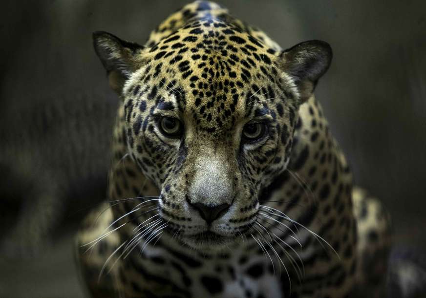 NAKON 70 GODINA Prvi divlji jaguar rođen u argentinskom nacionalnom parku