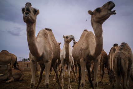 Rječnik bizarne geografije (13): Rvanje kamila u Turskoj