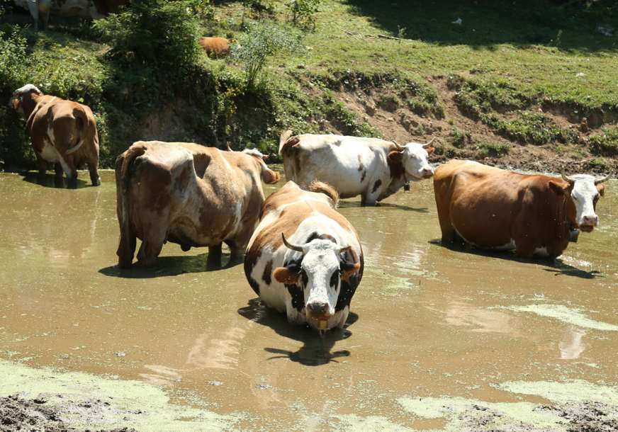 Krave traže spas od žeđi i žege: Kad nema bazena i pojila, dobra je i bara (FOTO)