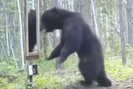 KO SI TI, STRANČE Postavili ogledalo u šumi i snimili reakciju medvjeda (VIDEO)