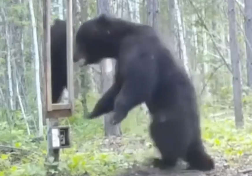 KO SI TI, STRANČE Postavili ogledalo u šumi i snimili reakciju medvjeda (VIDEO)