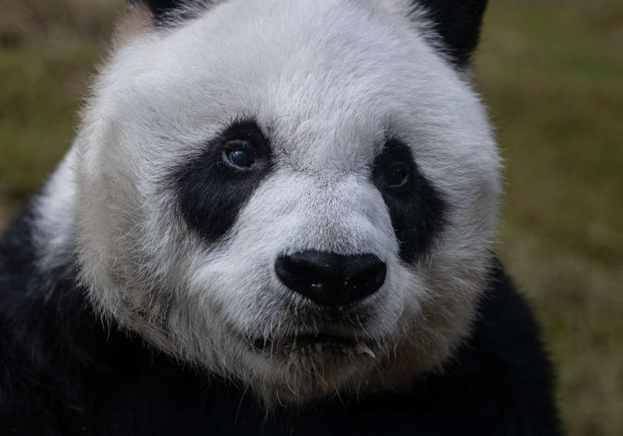 IMAO 35 GODINA Uspavan An An, najstariji mužjak džinovske pande u svijetu (VIDEO)