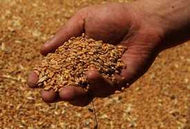 "Najteža i najskuplja godina" Proizvođači iz Semberije očekuju otkupnu cijenu pšenice od 65 do 70 feninga