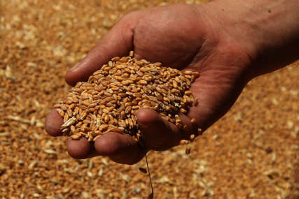 "Najteža i najskuplja godina" Proizvođači iz Semberije očekuju otkupnu cijenu pšenice od 65 do 70 feninga
