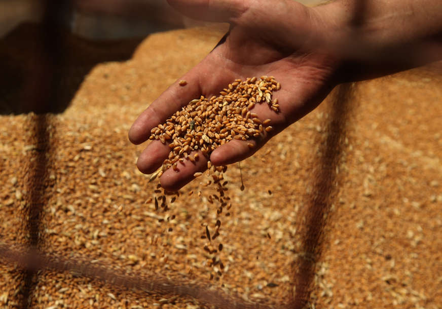 PAŠALIĆ ZADOVOLJAN “Prinos pšenice 5 tona po hektaru, ne očekujemo probleme s hranom”