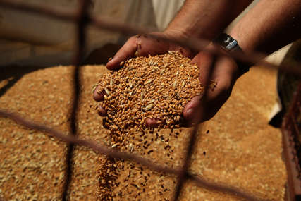 Žito iznevjerilo ratare u Srpskoj: Prvi otkosi pšenice pokazuju da je ovogodišnji kvalitet izuzetno loš