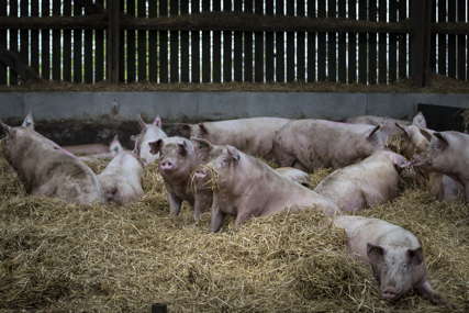 Rječnik bizarne geografije (11): Festival svinja u Francuskoj