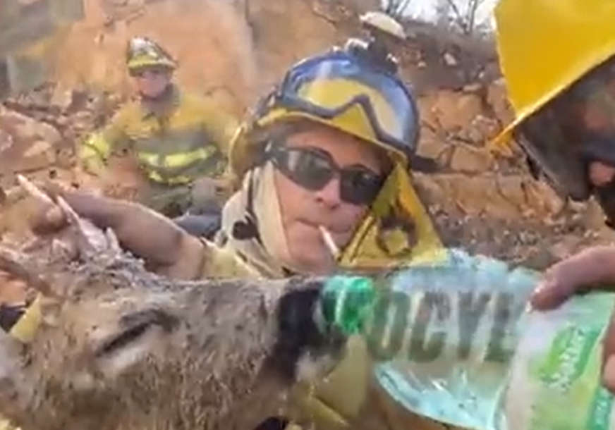 DIRLJIV PRIZOR Vatrogasci u spasili jelena od sigurne smrti i napojili ga vodom (VIDEO)
