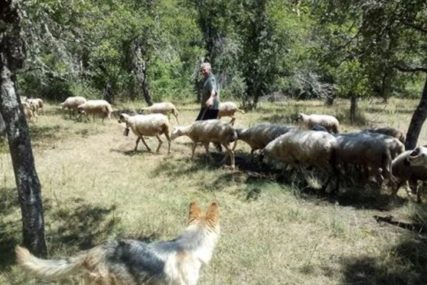 Domaćinu Čedi kod Foče vukovi zaklali 64 ovce "Tokom noći počeo je krvavi pir, nisam uspio da ih sačuvam" (FOTO)