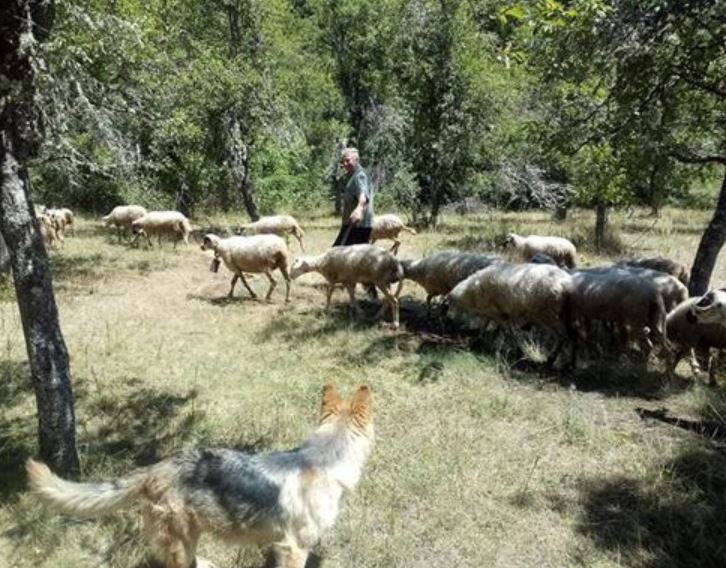 Domaćinu Čedi kod Foče vukovi zaklali 64 ovce "Tokom noći počeo je krvavi pir, nisam uspio da ih sačuvam" (FOTO)