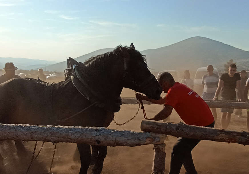 Konji odmjeravaju snagu: Na "Štraparijadi" kod Drvara oko 1.000 posjetilaca