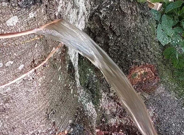 Fenomen koji se viđa jednom u 100 godina: Prilikom sječe drveća iz bukve potekla voda (VIDEO, FOTO)