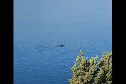 Na trenutak izronio na površinu: Usamljeni delfin primijećen u Neumu (VIDEO)