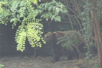 Grčevita borba: Penjač snimio napad medvjeda u Japanu (VIDEO)