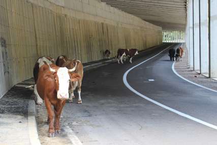 Više krava u tunelu nego u cijelom selu: Nesvakidašnji prizor na putu za Mrakovicu (FOTO)