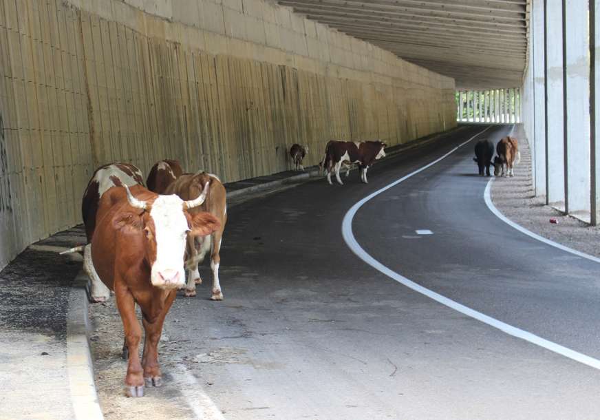 Više krava u tunelu nego u cijelom selu: Nesvakidašnji prizor na putu za Mrakovicu (FOTO)
