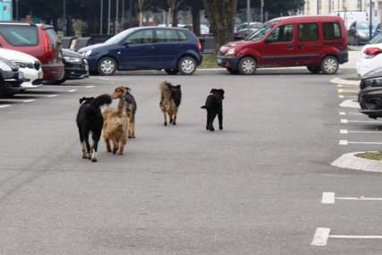 Komunalna policija u Kotor Varoši poručuje "Ko ostavlja pse na ulici treba da bude kažnjen"