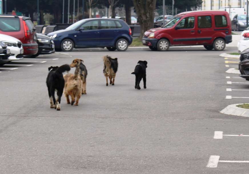 Komunalna policija u Kotor Varoši poručuje "Ko ostavlja pse na ulici treba da bude kažnjen"