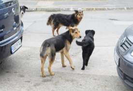 Građani muku muče sa psima lutalicama: U ovom gradu za godinu dana zabilježeno čak 270 UJEDA