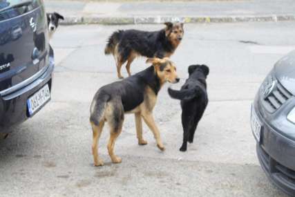 Očajna majka malog psa pokušala da ga oživi: Monstruozno nasilje nad životinjama, neko ubio štene daskom sa ekserima