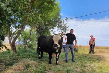 "Moj je bik najjači, a šator najveći" Kafedžija iz Stričića tvrdi da će biti car na Kočićevom zboru (FOTO)